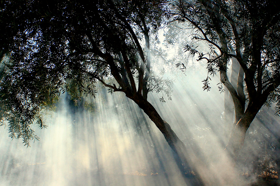 La crisi ambiental al segle XXI i l’obsolescència del desenvolupament sostenible