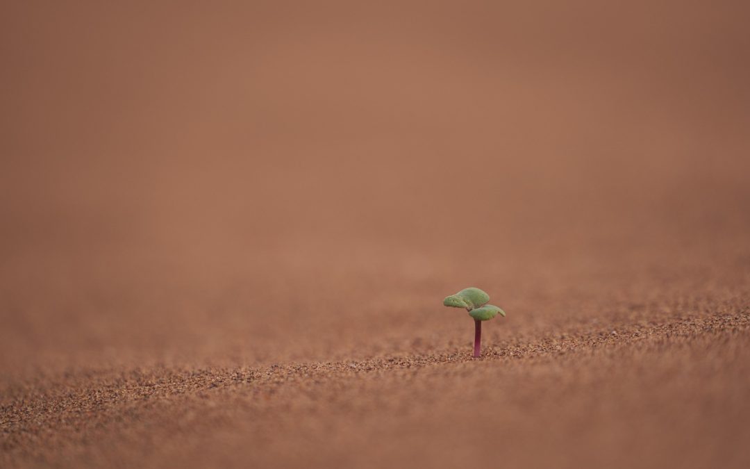 Investigación sobre cambio climático, degradación ambiental e (in)movilidad humana en la región de Kolda (Senegal)