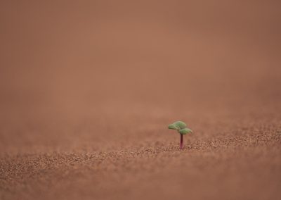 Investigación sobre cambio climático, degradación ambiental e (in)movilidad humana en la región de Kolda (Senegal)